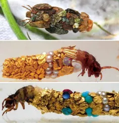 نام این حشره Caddisfly است که نام فارسی آن «بال مودار» اس