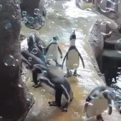 پنگوئن هومبولت (Humboldt Penguins) یک پنگوئن با جثه متوسط