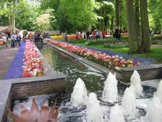 گلهای زیبا ی  هلند