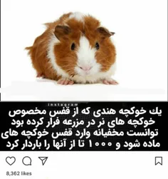 بابااااا...