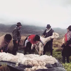 People from #Cotopilaló, #Ecuador shave an alpaca in the 