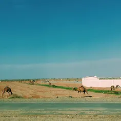 Camels hangin' out, Jeddah, Saudi Arabia, 2014. iPhone ph