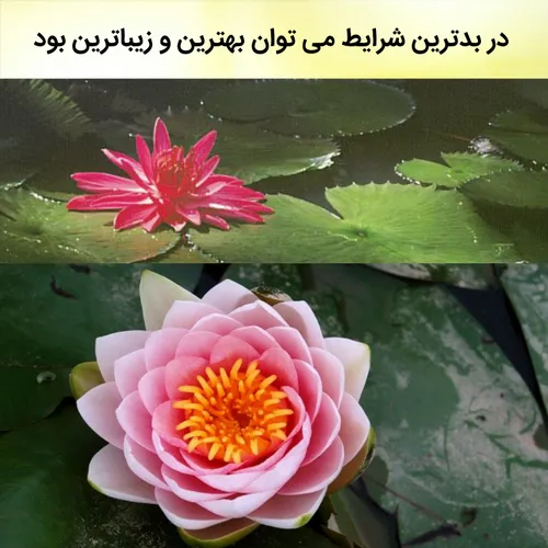 گل نیلوفر