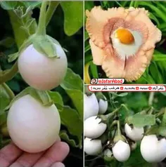 یکی از عجیب ترین گیاهان جهان!! گلی کاملا شبیه تخم مرغ!