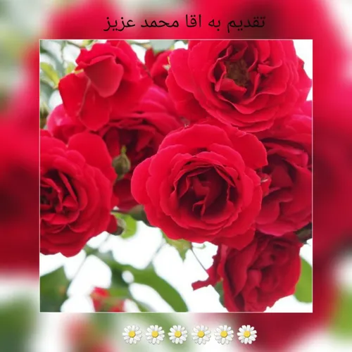 تقدیم به آقا محمد دوست مهربون 🌹 🌹 🌹 🌹 🌹 🌹