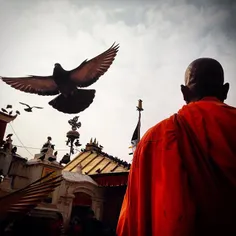 A Buddhist monk stands and wait for alms as pigeon fly at