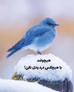 عاشقانه