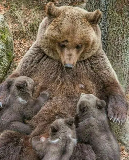 زیباترین حس مادرانه😍