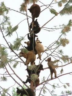 بنظرتون اینا از ترس چی رفتن بالا درخت؟