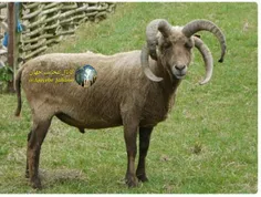 "مانکس لوافتان" نام نژادی عجیب از گوسفند با 4 شاخ است که 