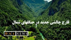 بیماری قارچی چالشی جدید در جنگل های شمال کشور