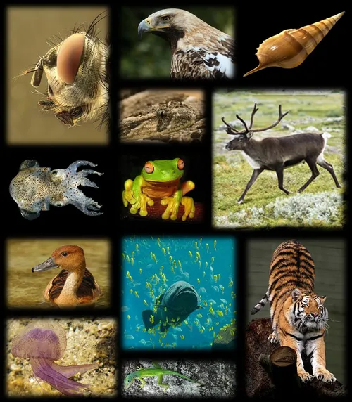 ۹۹ درصد از تمامی گونه های جانوری که تا بحال بر روی کره زم