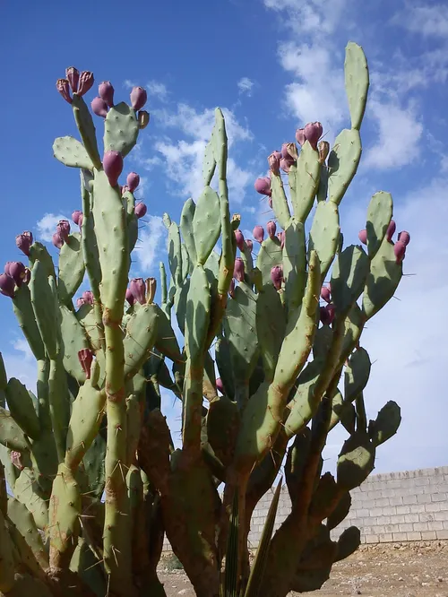 هرگز برای عاشق شدن به دنبال بارون و بهار و بهونه نباش، گا