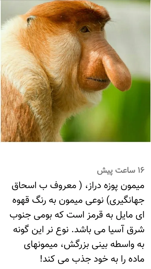 جهانگیری ها در باغ وحش خیالشان جوگیر نشن😁😂😁🐒🐒😁😂