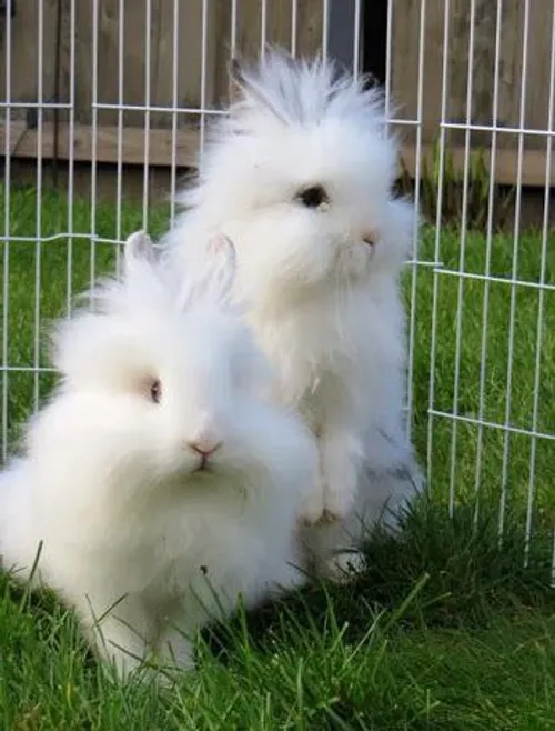 خرگوشها
