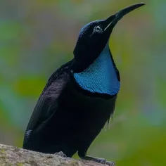 می‌شــ‌ه ساعتــ‌ها بـ‌ه این تصویـر خیره شد و بـ‌ه آفریدگا