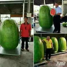 بزرگترین هندوانه های جهان در تایوان