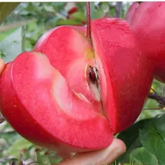 سیب تو سرخ سیبی است که دربرخی نقاط جهان از جمله سمنان و آ