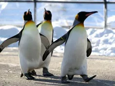 هر پنگوئن یک صدای متمایز دارد که به پنگوئن ها اجازه می ده
