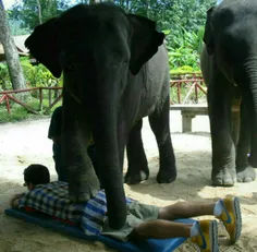 ماساژ درمانی عجیب با راه رفتن فیل روی انسان در کشور تایلن