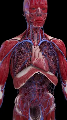 دیافراگم (Diaphragm) پرده‌ای متشکل از عضله مخطط داخلی بدن