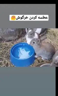 باصدای بلند گوش کنید👂🏻🐰