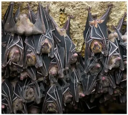 خفاش های خون آشام اگر دو روز نتوانند خون پیدا کنند خواهند