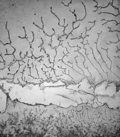نمایی از اشک انسان زیر میکروسکوپ