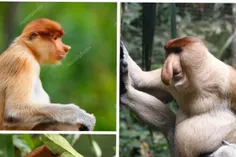 اگر بین 3 میمون بالا بر سر ماده‌ای رقابت شکل بگیرد، شک نک