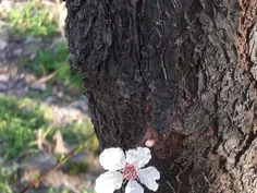 شکوفه روی تنه درخت