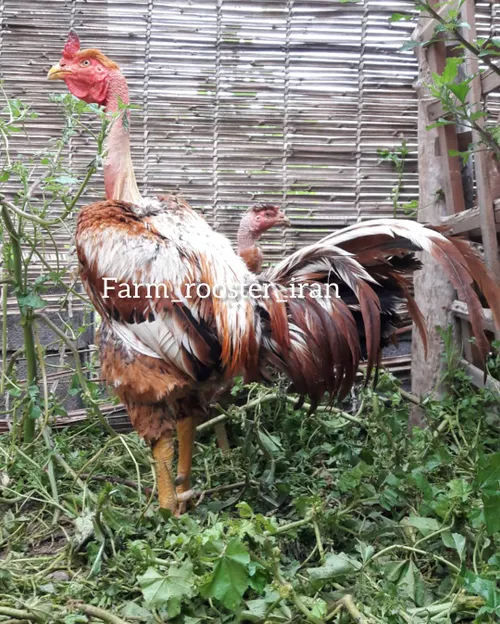 خروس خروس لاری حیوان خروس جنگی خروس باز