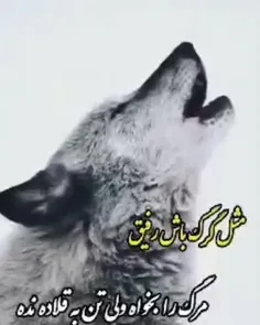 گرگ زاده را منت نوازش نیست🌑🐺🩸