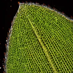 جلبک الودا در یک میدان تاریک ، ۱۵۰ بار بزرگتر شده است این