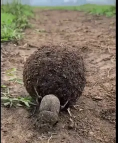 سوسک‌های سرگین Dung Beatle سوسک‌هایی هستند که از مدفوع تغ