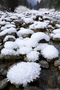 برف روی سنگ مانند شکوفه