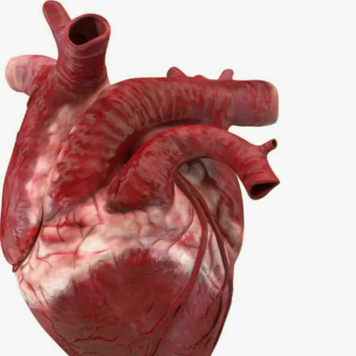 قلب از پیچیده ترین و شگفت انگیز ترین اندام های بدن است،قل