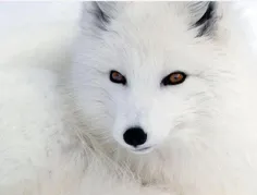بعضی گرگها به این زیبایی هستند .. باور کنید .. اما گرگ هس