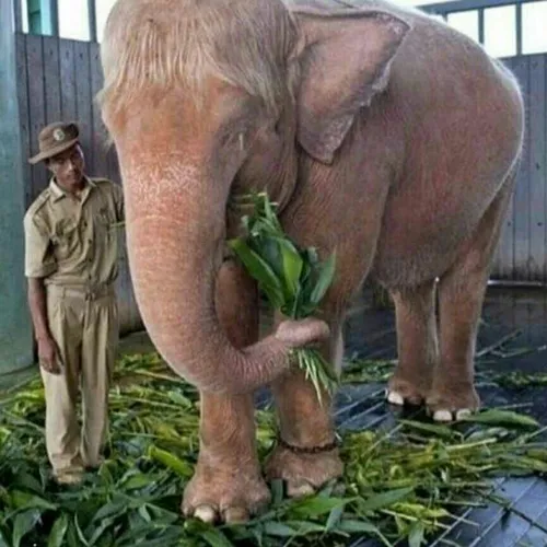 فیل زال