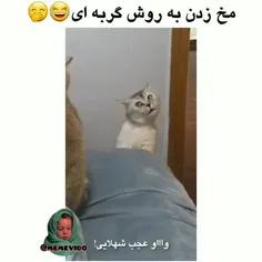 مخ زنی گربه ها