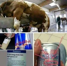 نوشیدنی ردبول 4%اسپرم گاو داخلش هس.!؛
