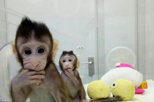 این دو میمون کاملا شبیه هم هستند. دلیلش اینه که شبیه سازی