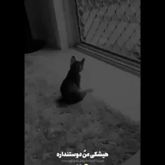 ‍ه‍‌ی‍‌ش‍‌ک‍‌ی دوش‍‌م ن‍‌دال‍‌ه:)