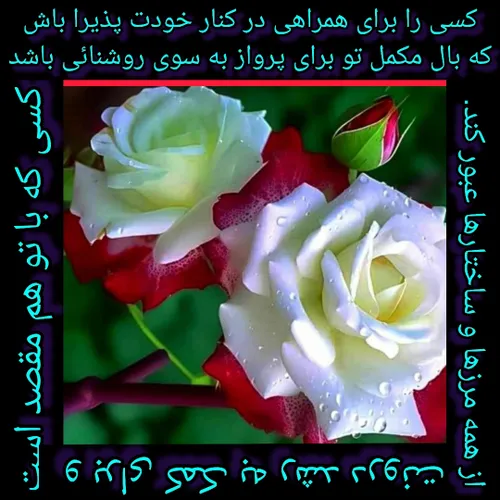 نیمه گمشده