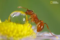 آب خوردن مورچه 