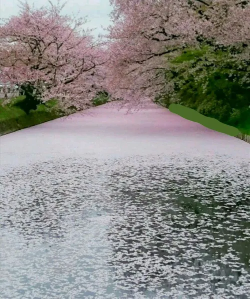 شکوفه های گیلاس , پارک هیروساکی ژاپن