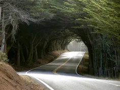 تونل درختی