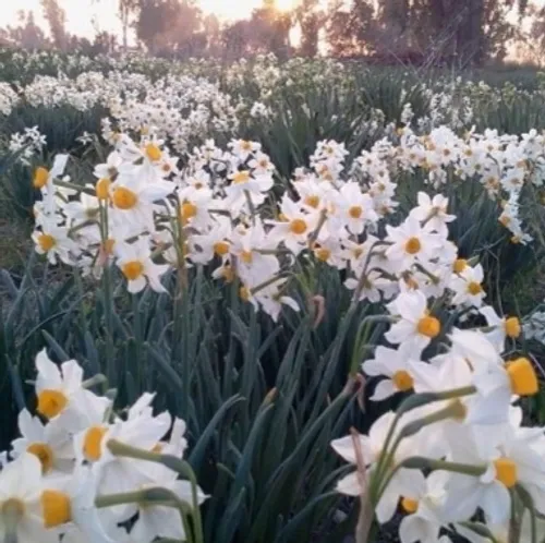 دشت نرگس بهبهان خوزستان کجاست