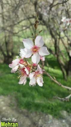 ارغوان، 