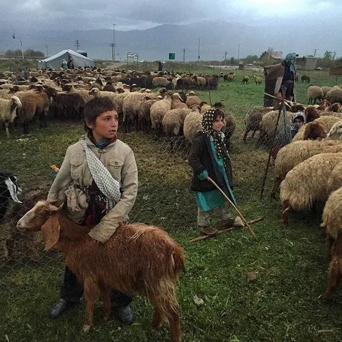 A flock of sheep grazing on the green countryside of Ahwa