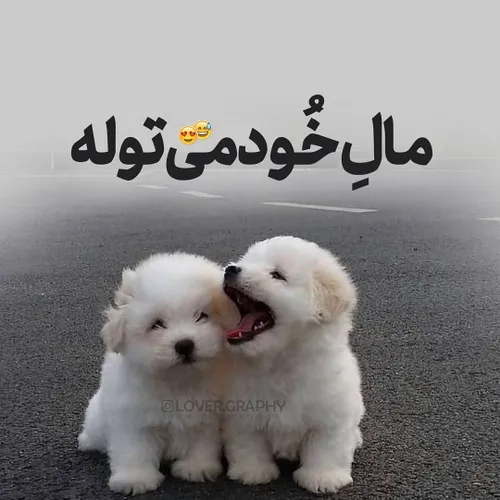 تولمی 😍 😂